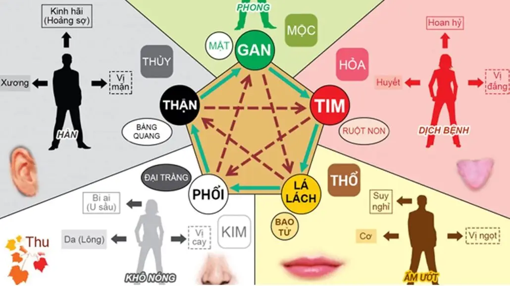 ngu hanh va luc phu ngu tang